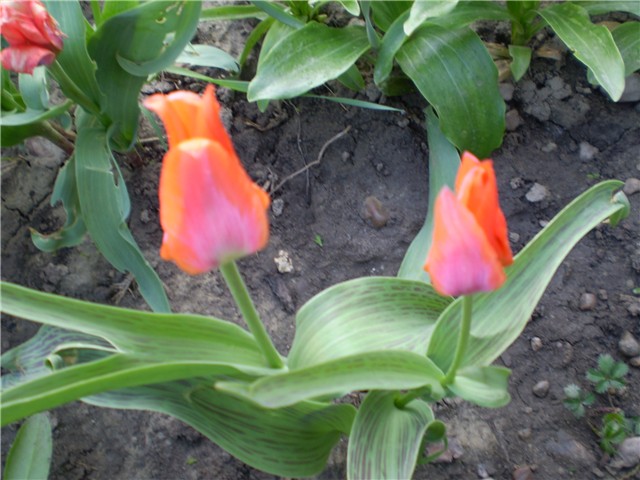 tulipan